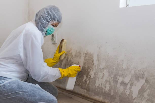 Mold Removal Process in Irrigon, OR