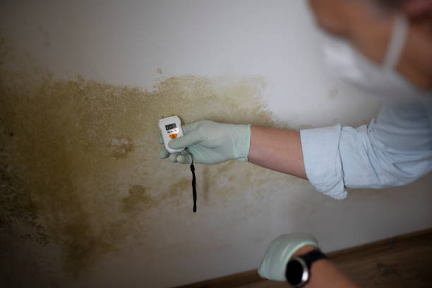 Home Mold Removal in Irrigon, OR