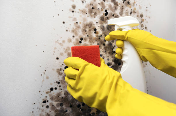 Best Office Mold Removal Services  in Irrigon, OR