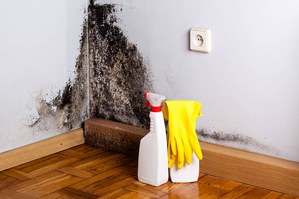 Best Local Mold Removal Service  in Irrigon, OR