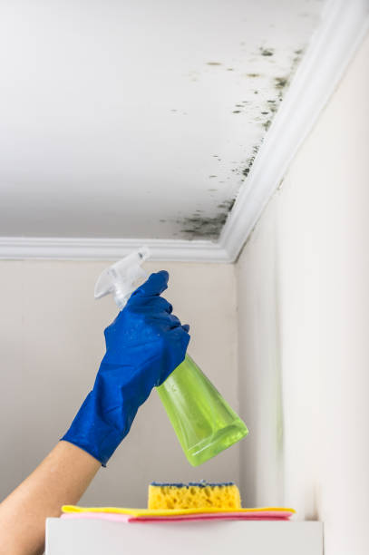 Best Crawl Space Mold Removal  in Irrigon, OR